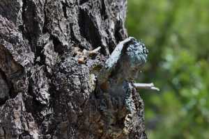 carrick hill 2014 (24)